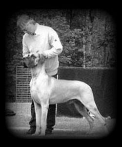 Famous great sales danes